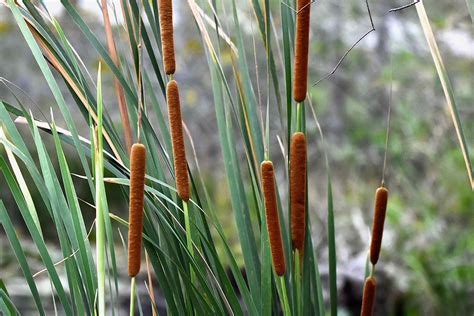 Cattail Plant Of A Thousand Uses MTPR