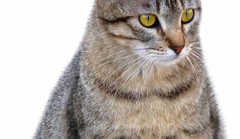 Cat HD PNG Transparent Cat HD.PNG Images. | PlusPNG