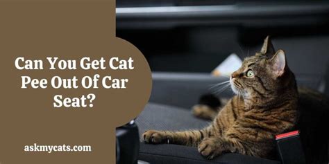How To Get Cat Urine Out Of A Car Seat