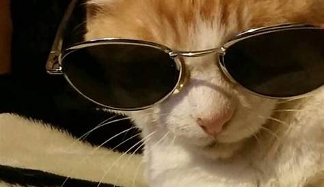 cute small cat pfp with pink heart glasses💕 | Cute cats photos, Funny