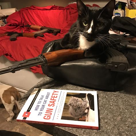 cat with gun safety