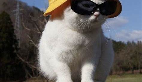 Cat wearing black sunglasses and knit hat.pet clothing Cat Hat, Black