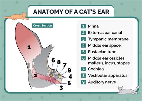 Cat's Ear Is Draining