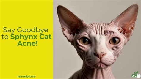 Cat Acne Sphynx