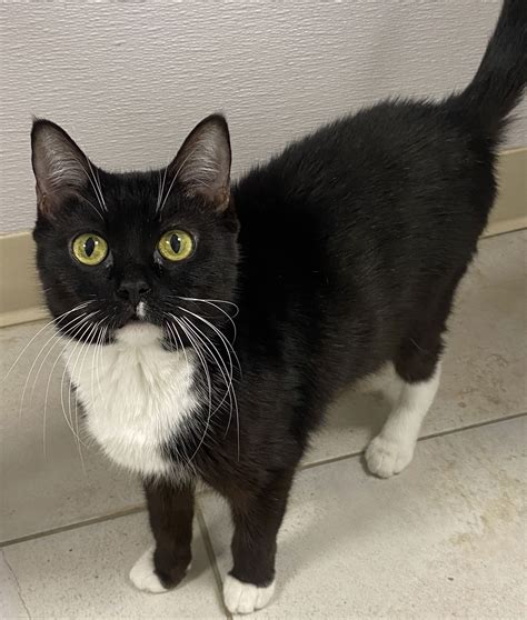 cat adoption melbourne fl