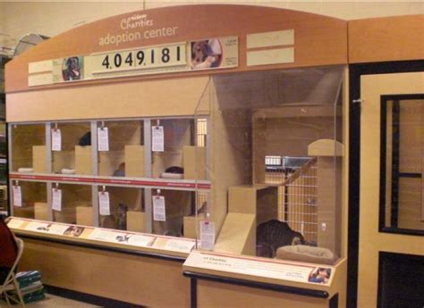 cat adoptions at petsmart