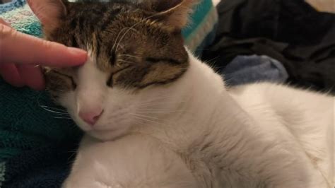 Cat Affectionate After Shower
