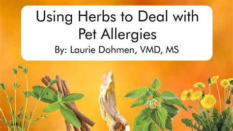 Cat Allergies Herbs