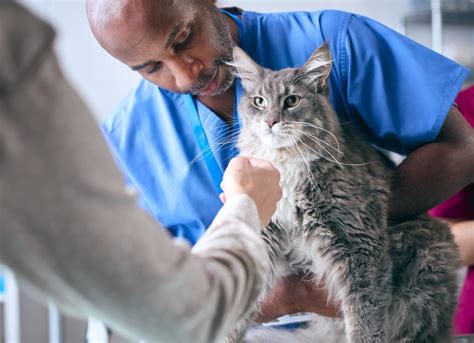 Cat Amputation Cost Uk