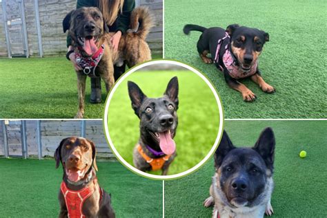 Cat And Dog Home Devizes