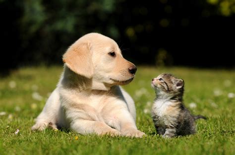 cat and dog together pictures