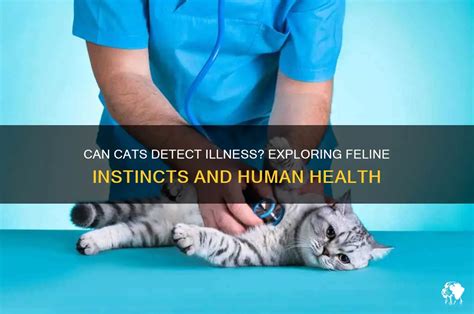 Cat And Human Illness