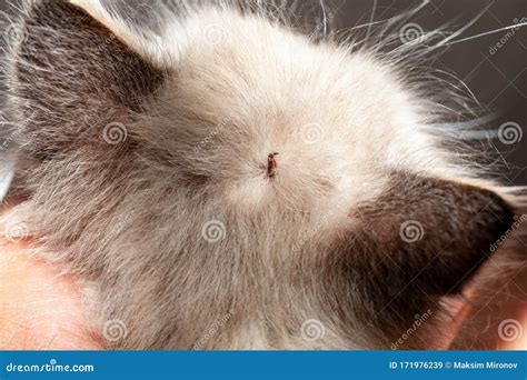 Cat And Tick Bite