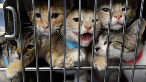 Catastrophe at Cobb animal shelter as orphan felines surpass cage