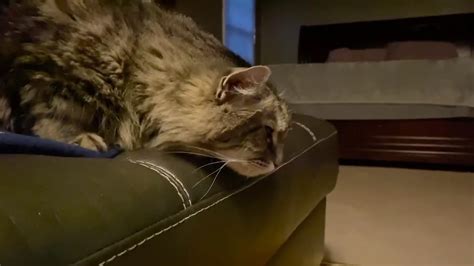 cat asthma attack video