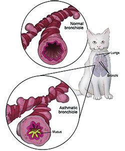 cat asthma posture