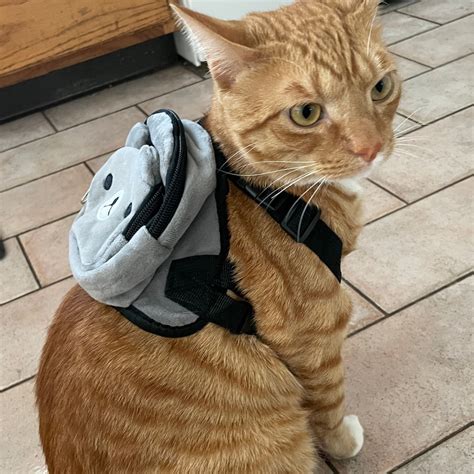 Cat Backpack With Harness