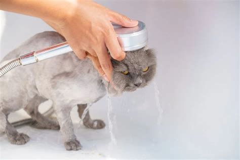 Cat Bath For Dandruff