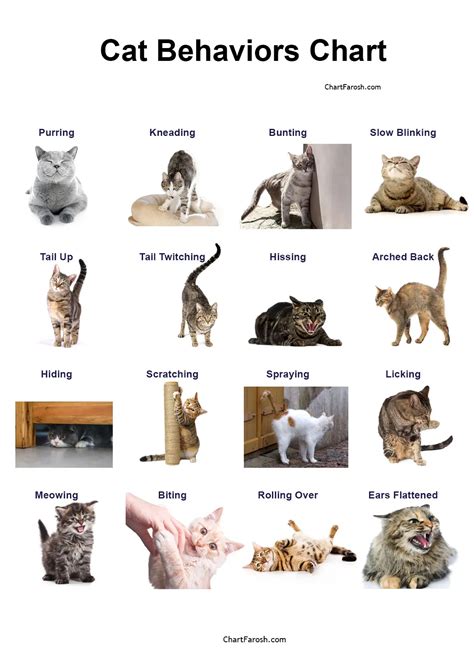 Cat Behavior Comparison For Parents