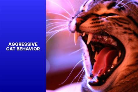 Cat Behavior Without A Degree