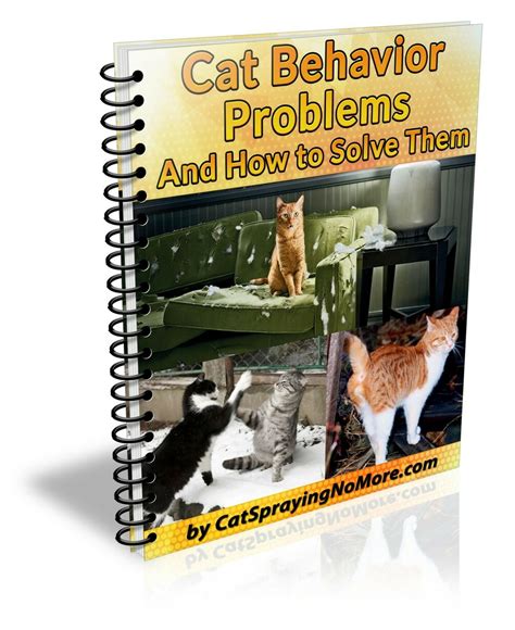 Cat Behavior Without Advanced Skills