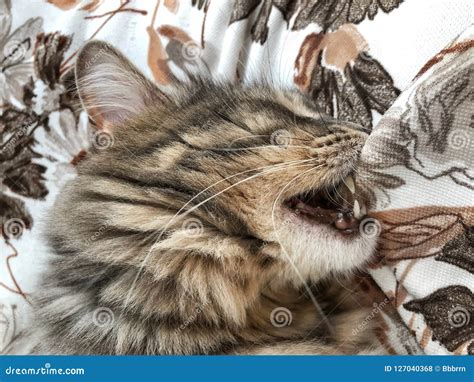 Cat Biting Bed Sheets