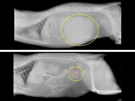 Cat Bladder X Ray Cost