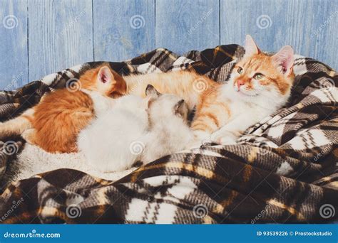 Cat Blanket Nursing
