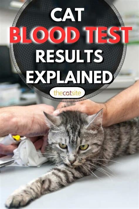Cat Blood Test Kidney Function