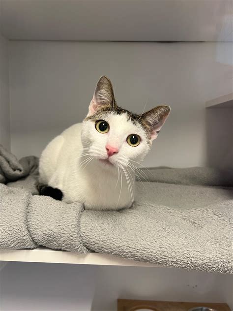 Cat Boarding Nyc Reddit