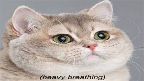 cat breathing loudly