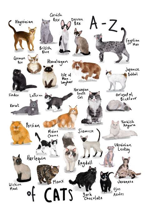 Cat Breed Identifier Chart