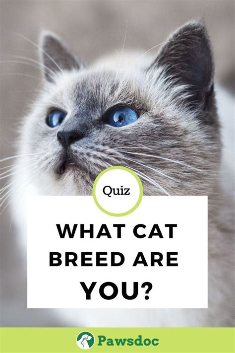 cat breed personality quiz