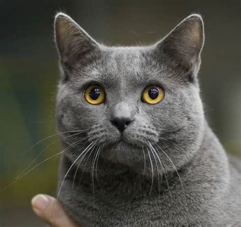 cat breeds chartreux