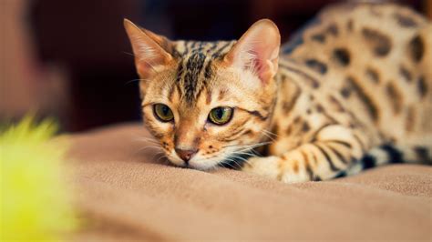 cat breeds cheapest to the most expensive