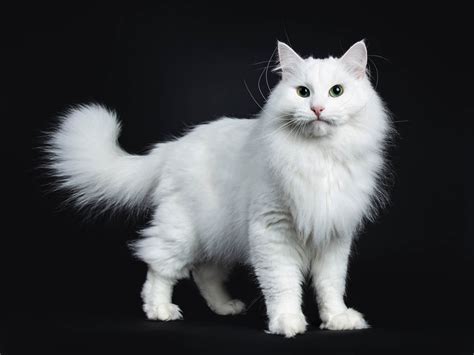 cat breeds fluffy siberian cat