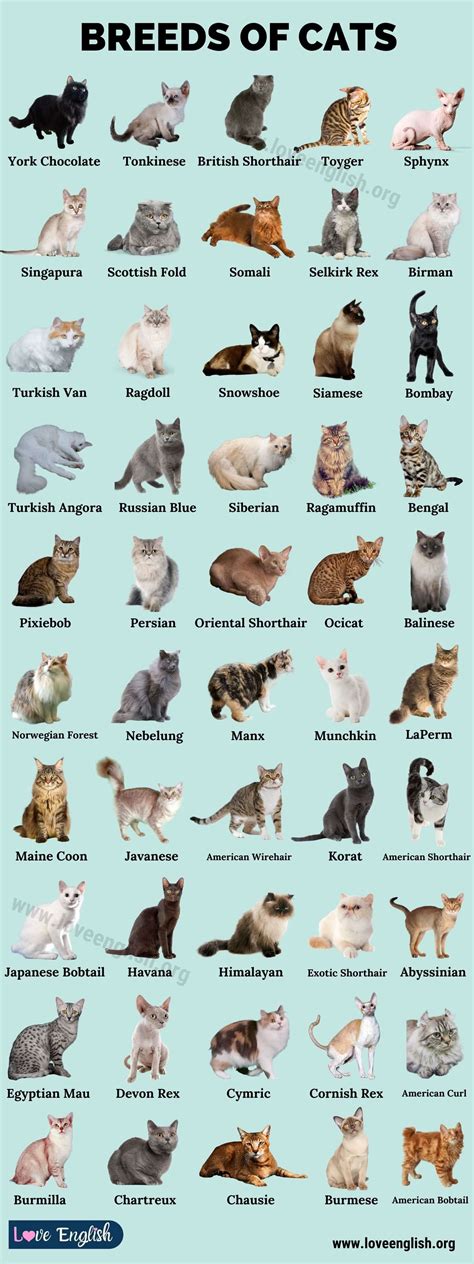cat breeds list alphabetical