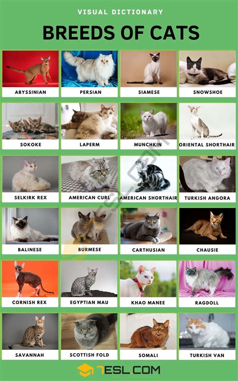 cat breeds start with s