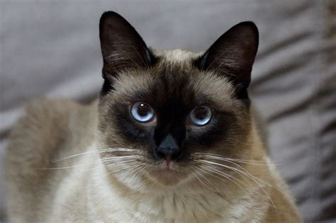 cat breeds that look like siamese