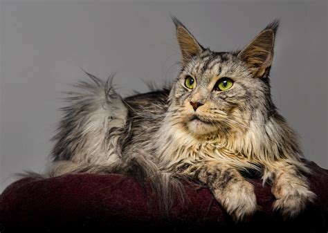 Cat Breeds To Avoid If Allergic