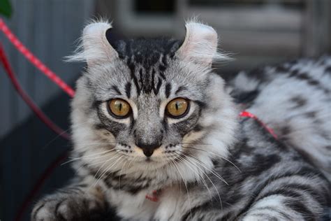 cat breeds with cute ears
