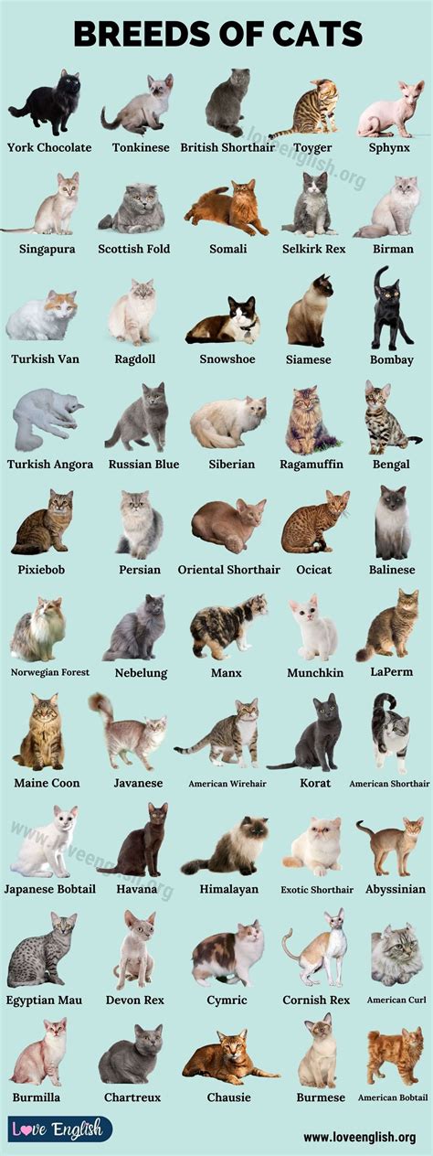 cat breeds with pictures 2020