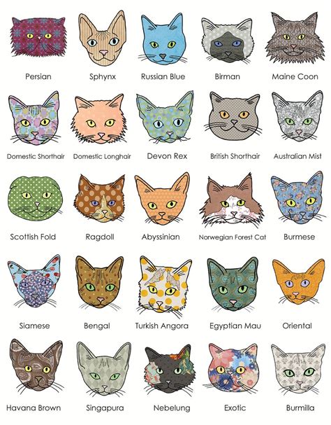 cat breeds with pictures alphabetical 2