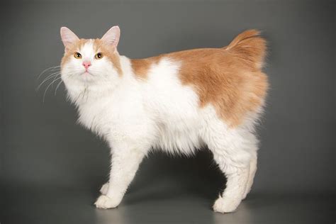 cat breeds with stubby tails