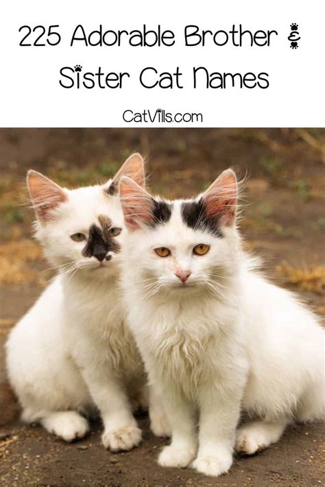 Cat Brother and Sister Names