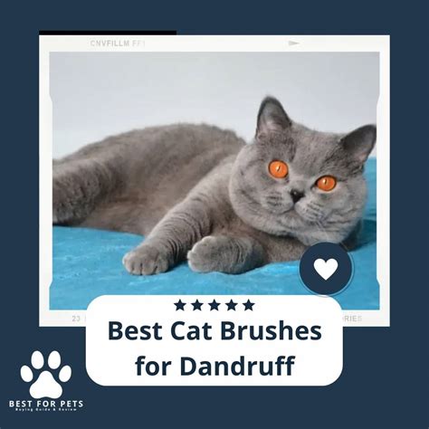 Cat Brush For Dandruff