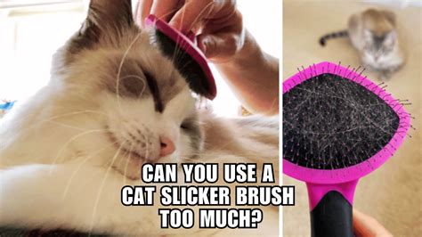 Cat Brush Too Much