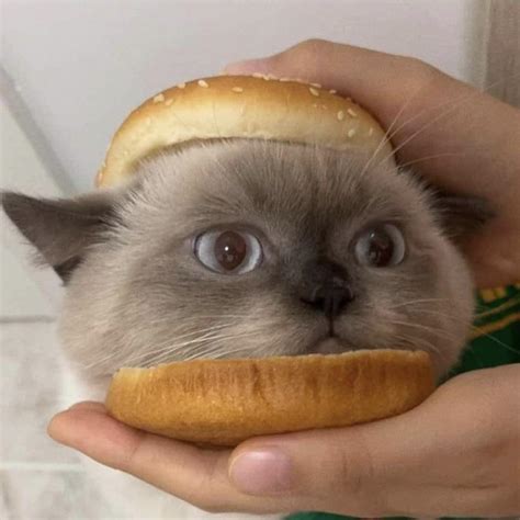 Cat Burger