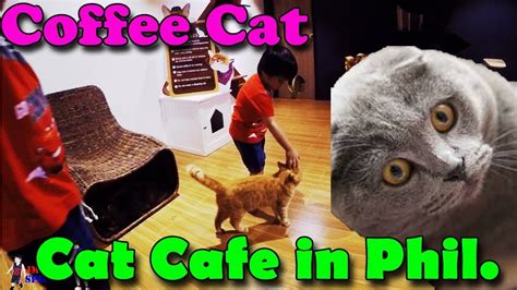 cat cafe angeles city