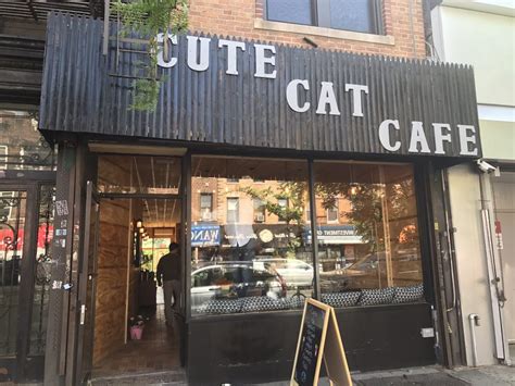 cat cafe in flushing